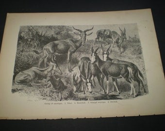Standard Natural History By J S Kinsley Standard Natural History By J S Kinsley