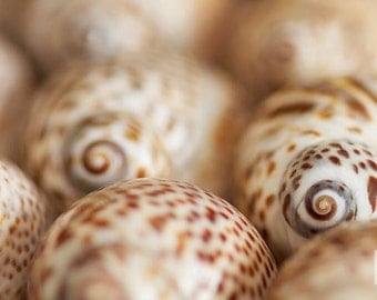 Seashells Art Print, Macro Photography, Beach Decor, Brown Wall Art, Nature Print