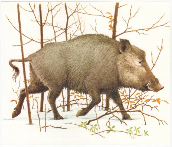 Wild boar original 1965 zoology print - Natural history, vintage ephemera, pig, swine - 50 years old book plate illustration (A284)