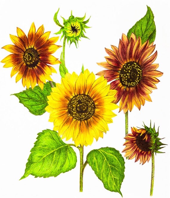 Italian Sunflowers Flowers Nature Colored Pencil Drawing
