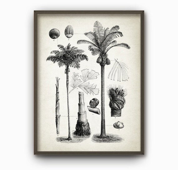 Palm Tree Coconut Wall Art Print Antique Palm by DreamHousePrints