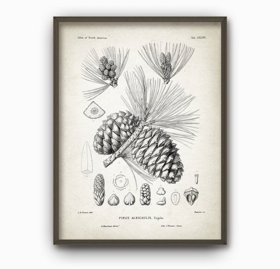 Items similar to Pine Cone Botanical Forest Wall Art Print - Antique ...