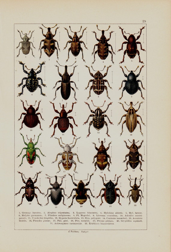 1869 Antique BEETLE engraving different species of BEETLES.