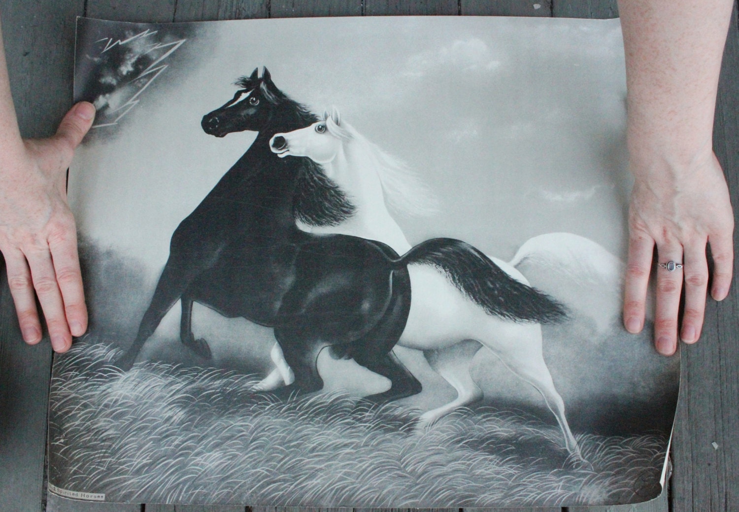 Antique 1903 Horse Litho Lithograph Black And White Horses