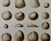 1903.Antique print.Paleontology.FOSSILS.Geology,LAMELLIBRANCHS.Shells.111 year old print.Natural History print.11.3x8.6 ins or 29x22 cm.