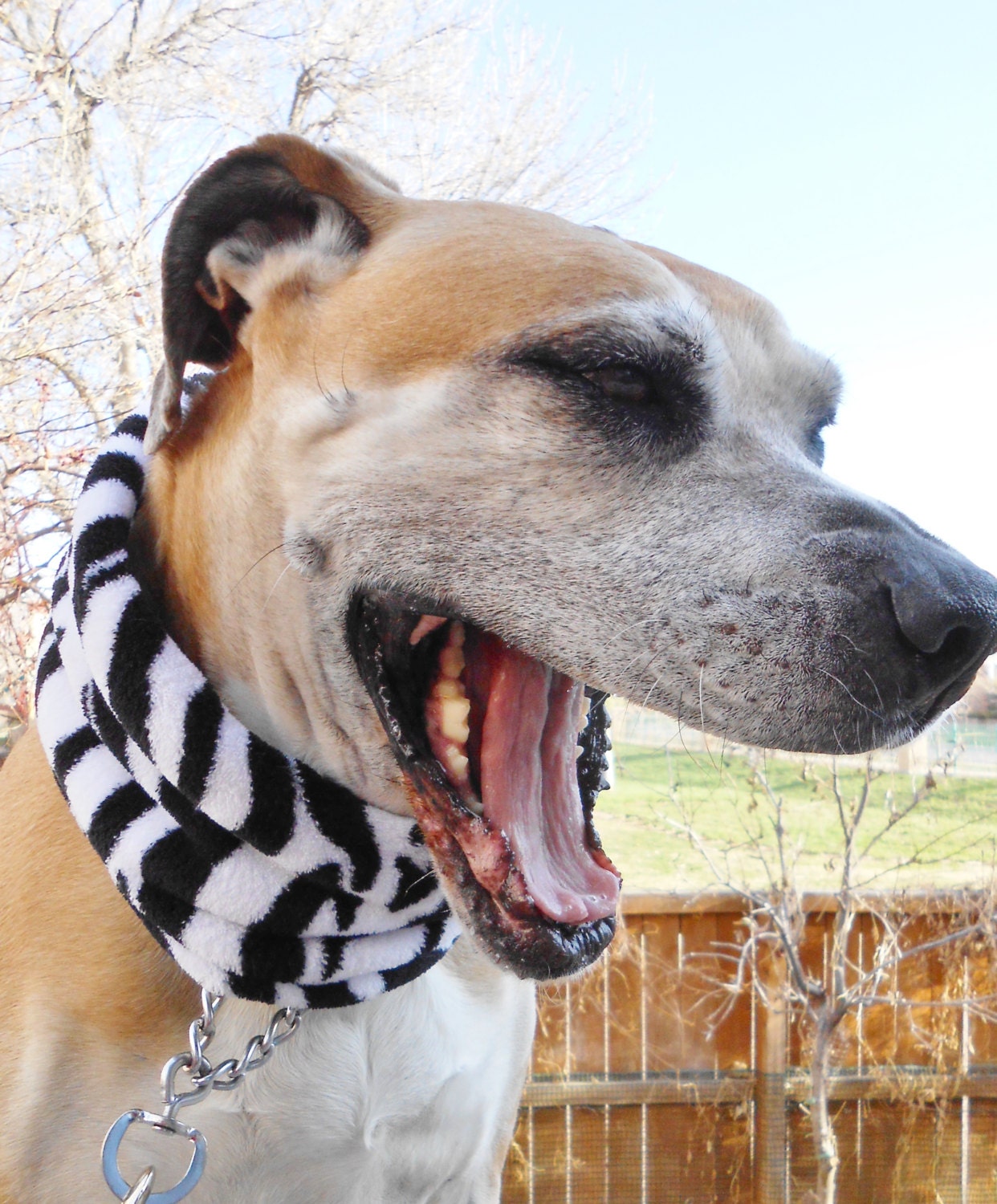 Dog prong collar cover training pinch coller & choke chain