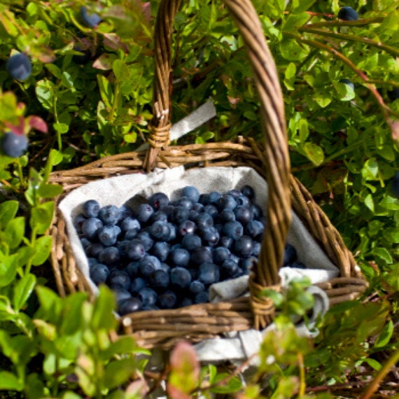 Blueray Blueberry Plant 20 Pounds of Berries per Bush