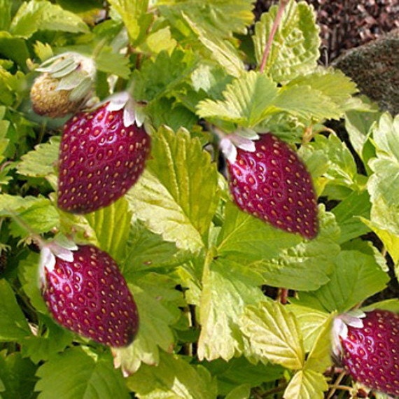 301 Moved Permanently