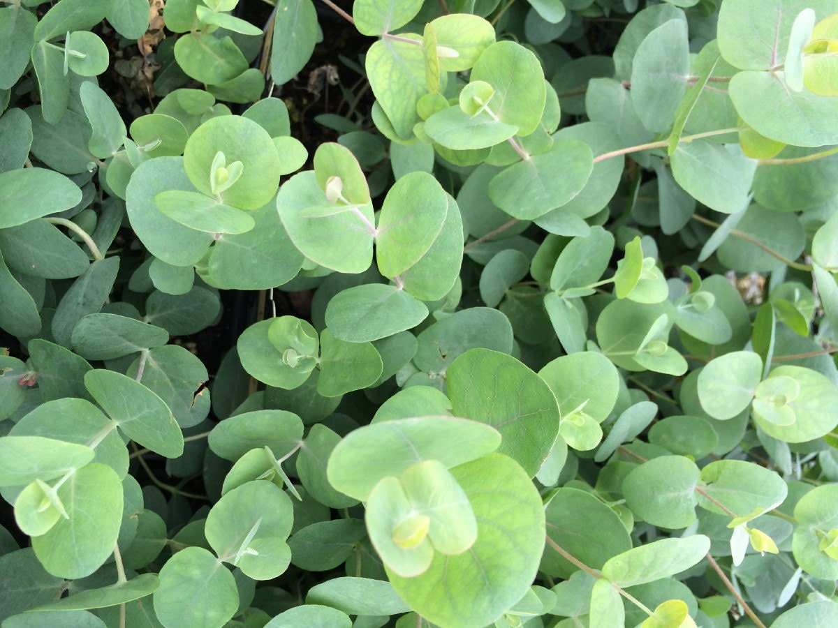Silver Dollar Eucalyptus 25 Plants EASY INDOORS/OUT