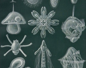 1904.Antique print.Larvae.Evolution of Marine invertebrates.Lithograph.111 years old print.Natural History print.Old print.6,2x9,2 inches.