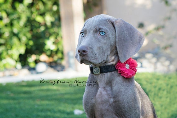 Dog collar flowers, dog collar, Set of two (2), Dog collar Bows, Dog Bows, Collar Bows, Detachable Bows, Collar Flowers, Dog Collar, wedding