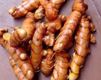 Turmeric Roots, Curcuma longa, Medicinal Herb - Spice, Grow Tropical Plant From Roots. Ayurvedic Medicinal, Chinese Medicinal