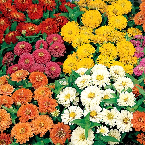 50 Seeds Zinnia Dreamland Mix FLOWER SEEDS
