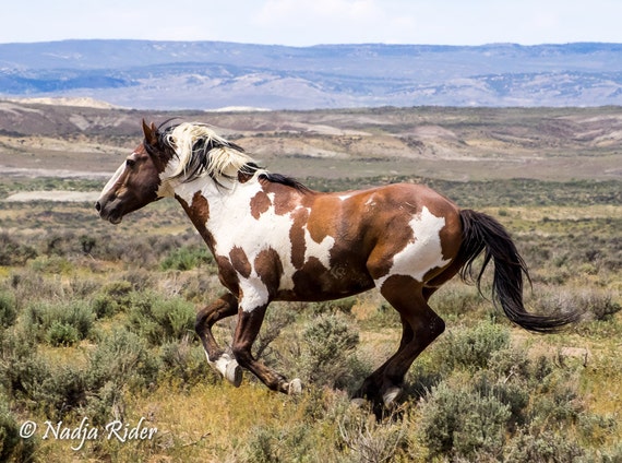 Picasso Wild Mustang Stallion Wild Horse by CreationsByNadja