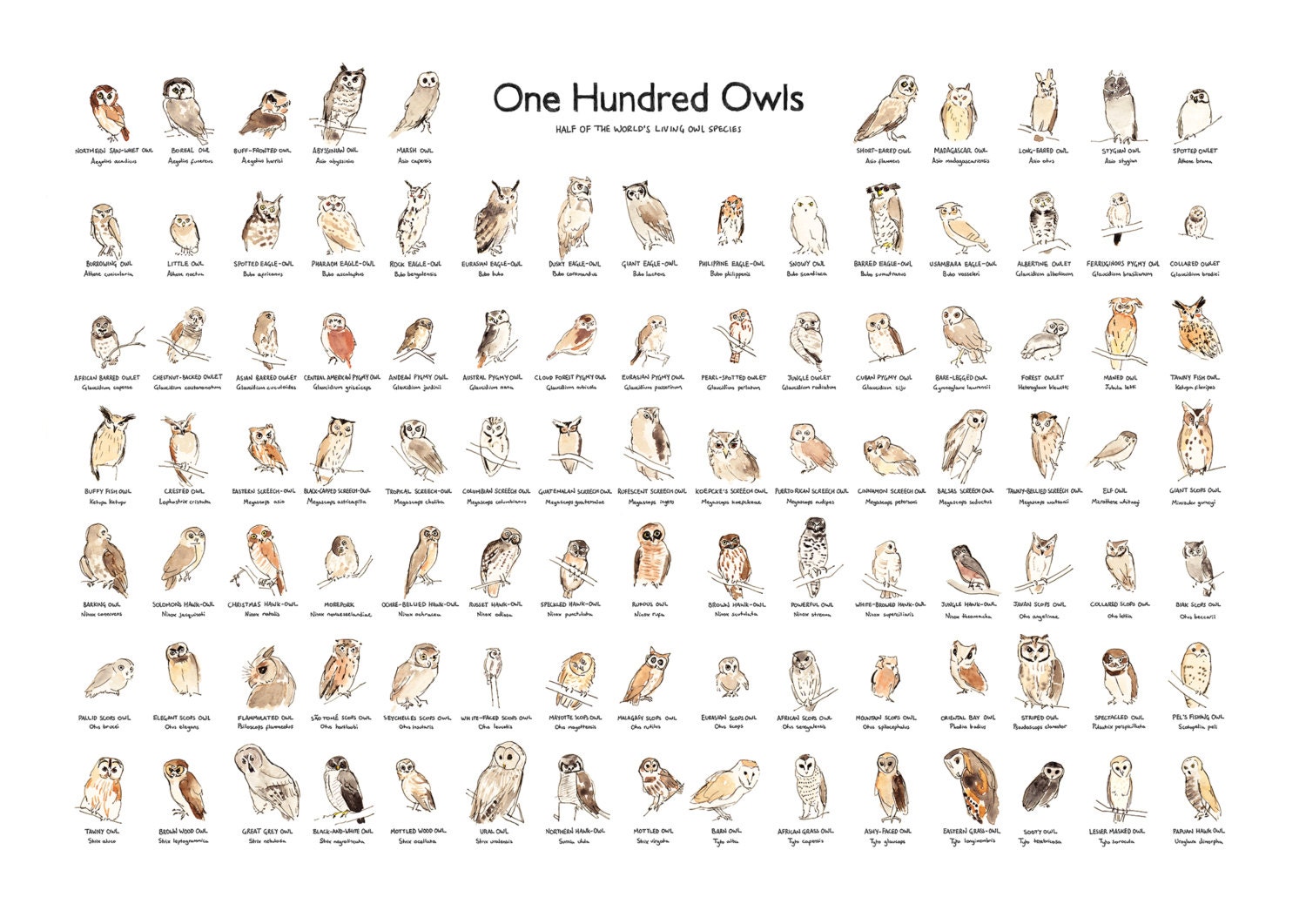 Owl Illustration Owl Species Poster Art Print A2 Giclee