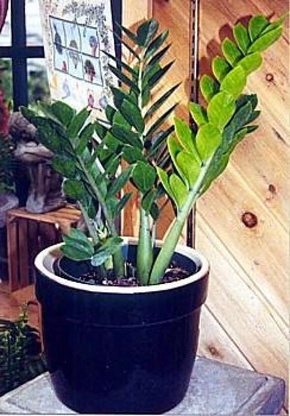 Rare ZZ Plant-Zamioculcas zamiifolia House Plant Bonsai