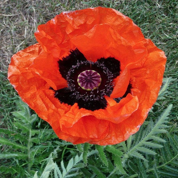 Perennial POPPY 'ALLEGRO' 50 Seeds Deep Scarlet