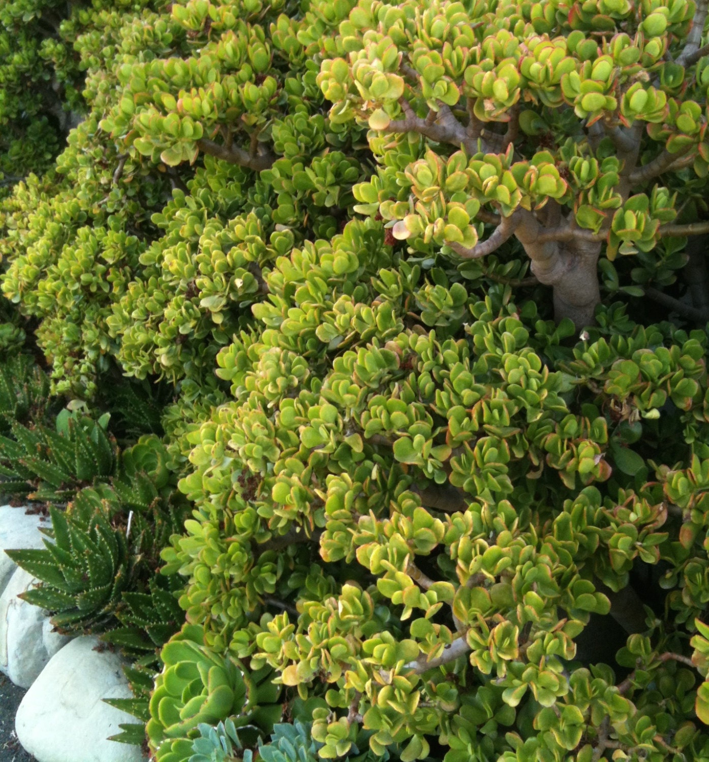 68 Jade Plant Cuttings Crassula ovata Succulent AKA Money