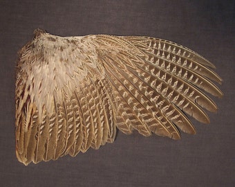 SPARROW WINGS adult real bird parts for taxidermy by ChimeraCurio