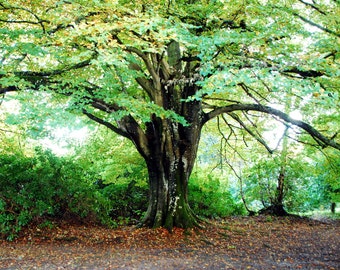 Tree of Life, Fine Art Print