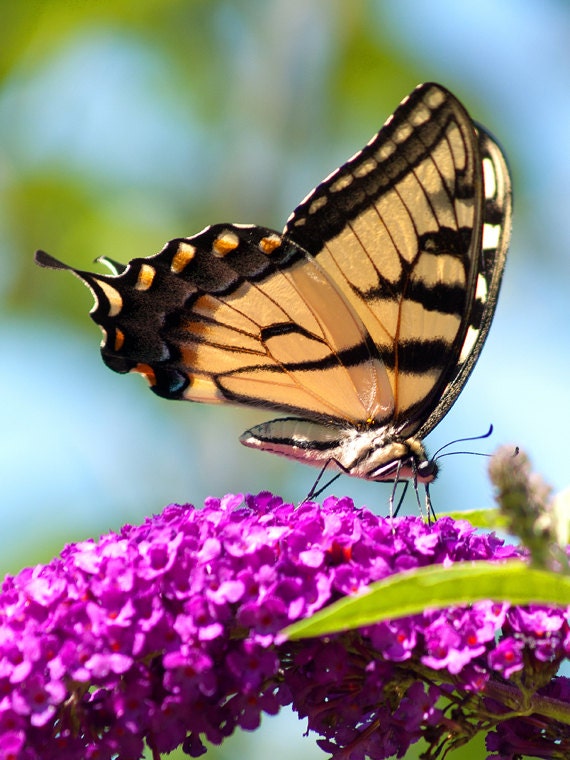 Butterfly photograph tiger swallowtail Flying tiger yellow