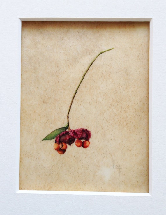 Original Botanical Watercolor on Vellum of by LaraCallGastinger
