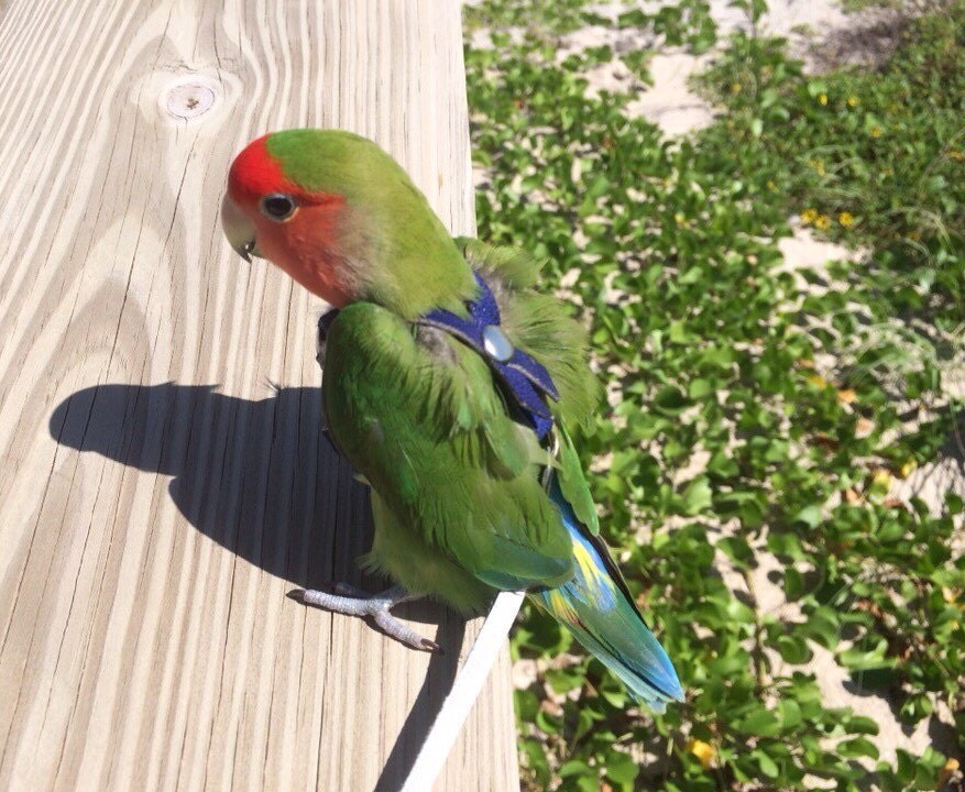 Lovebird Bird Harness Leash and Case by Leathers4Feathers on Etsy