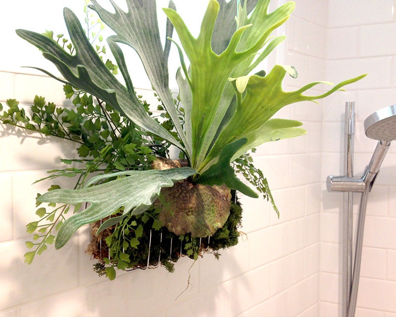 Shower garden staghorn fern arrangement hanging by dirtcouture