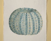 Sea urchin shell original watercolour illustration painting ocean beach series