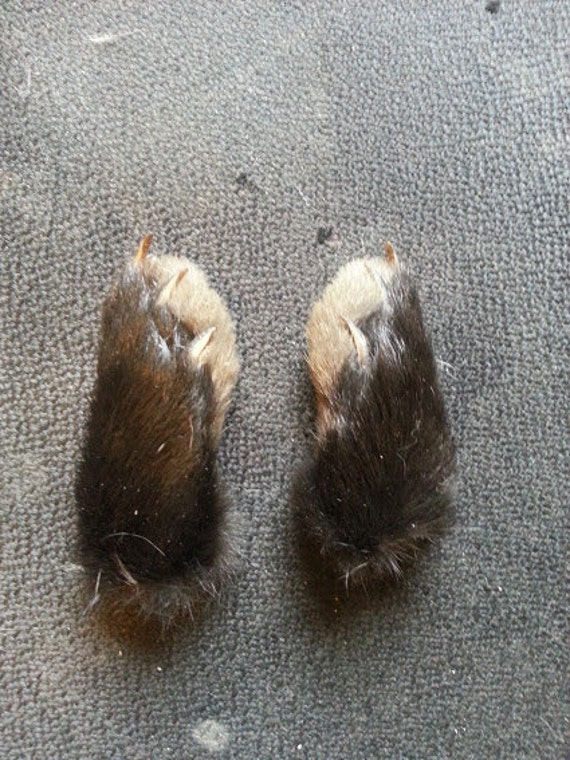 Real Dried Black Rabbit Feet Front Paws