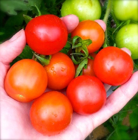 Sweetie Cherry Tomato Heirloom Variety Rare Seeds