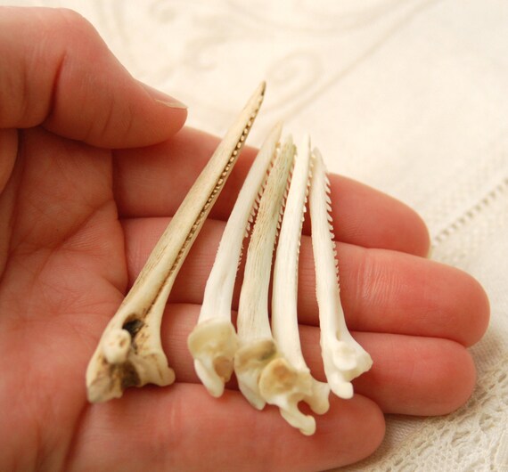 5 catfish barbs spiky and serrated no.5 by treasurehider on Etsy