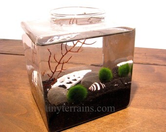Modern Cube Marimo Moss Ball Terrarium: Choice of Several Different Colors
