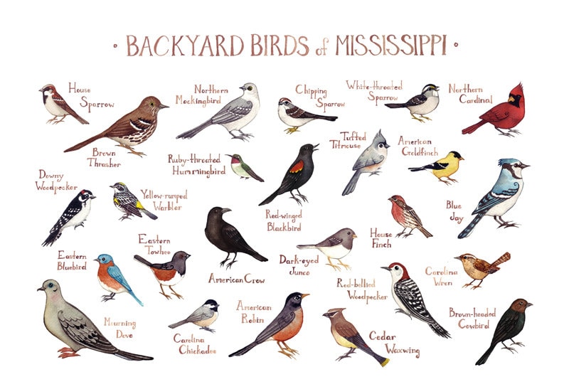 mississippi backyard birds field guide art print watercolor mississippi backyard birds field guide art print watercolor