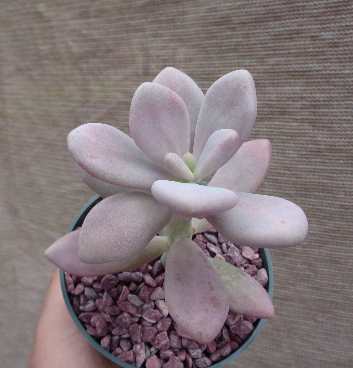 Large Pink Moonstone SucculentPachyveria Oviferum by CTSairplants