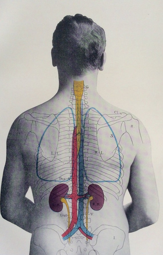 Antique Anatomy Bookplate Print 1900s Kidneys By