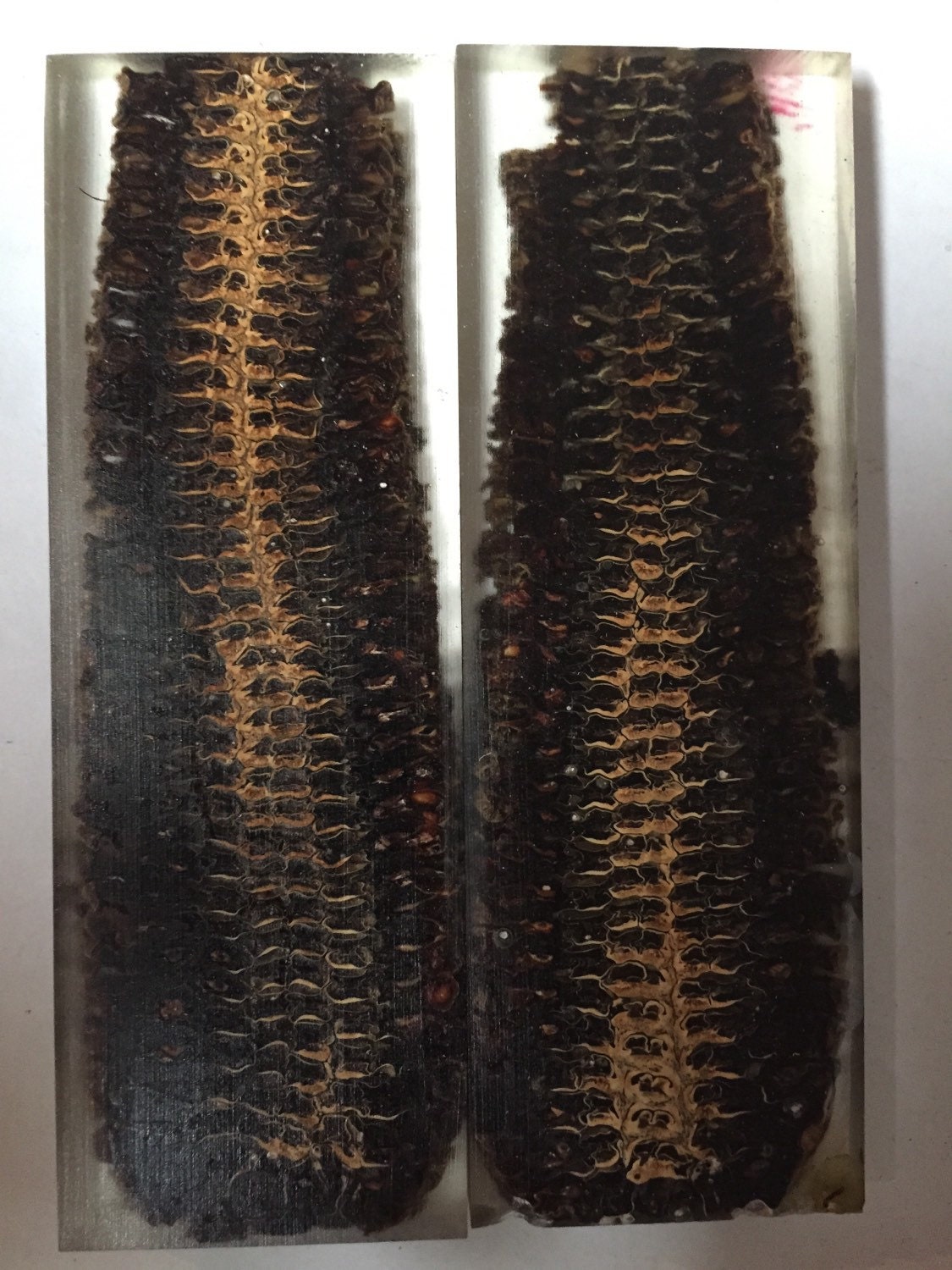 Corn cob knife scales