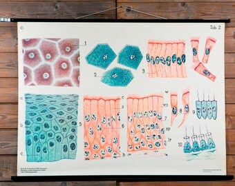 Vintage Belgian School Chart of Skin Cells