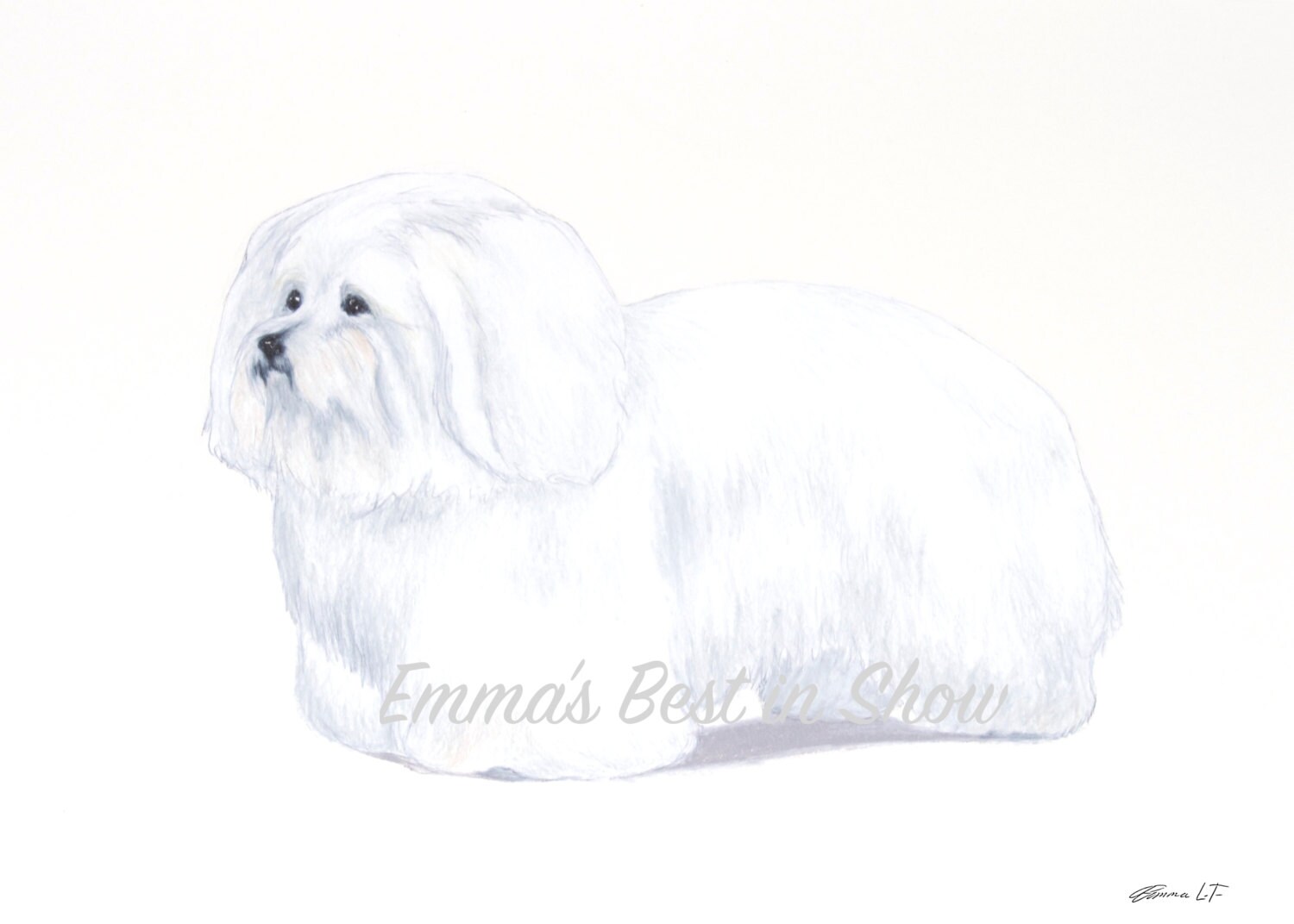 Coton De Tulear Dog Archival Fine Art Print AKC Best in