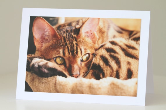 Cute Cat Greeting Card Bengal Kitten Birthday Card Animal