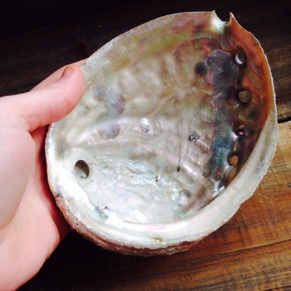 Large Abalone Shell Rainbow Abalone Seashell Pink Abalone