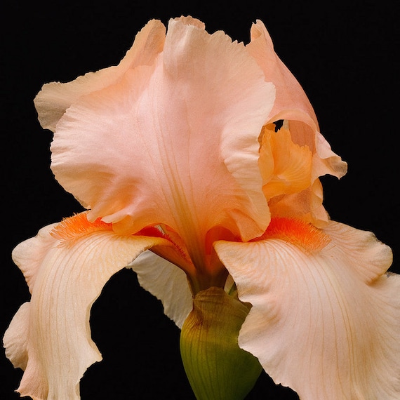 Peach Pink Bearded Iris Plants by TreasureNature on Etsy