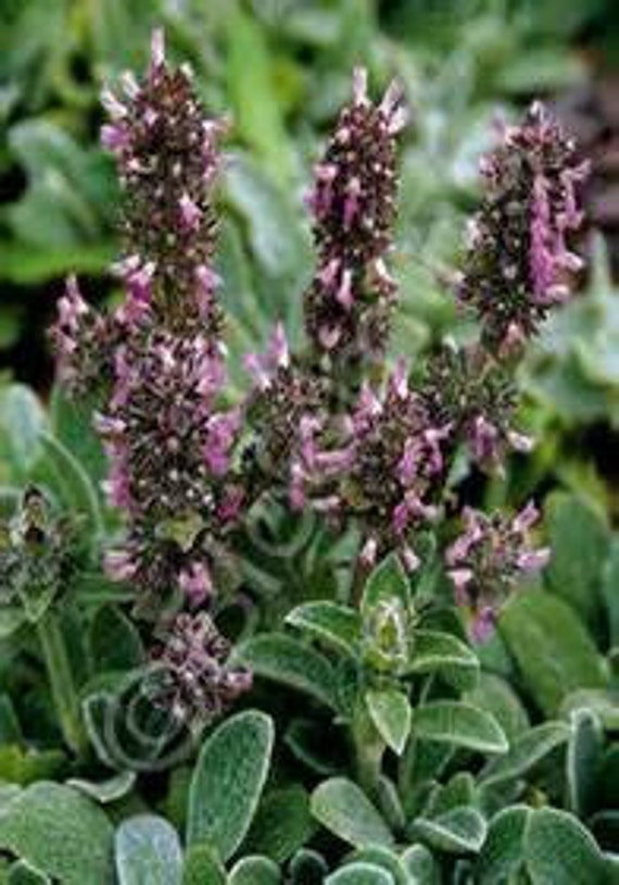 Dwarf Lambs Ears Fast Growing Evergreen Groundcover by WaWasGarden