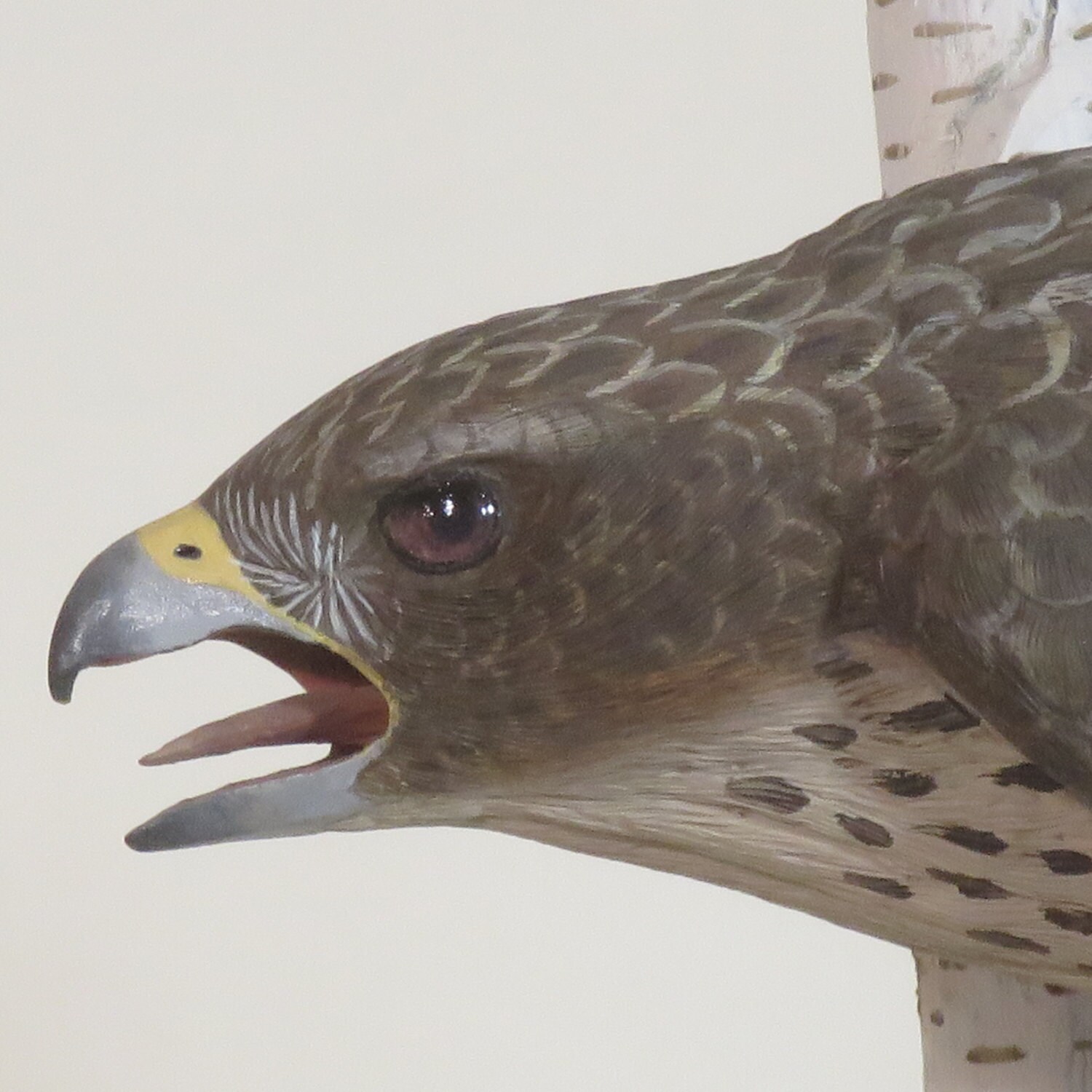 HAWK Red-tailed Wood Carving by GeneBoyd on Etsy