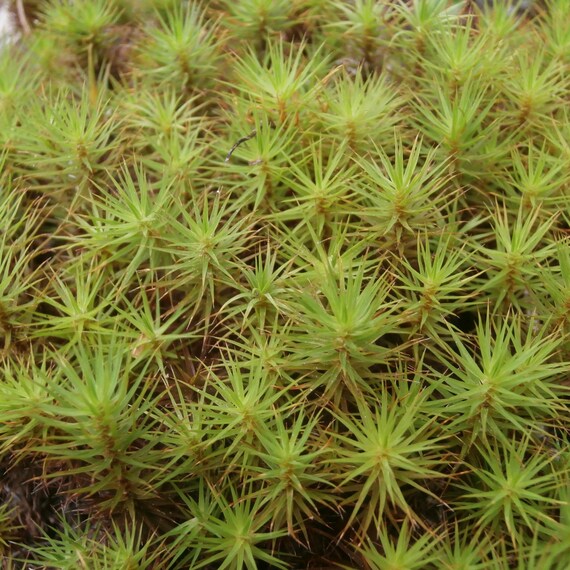hair cap moss 200 spores hair cap moss 200 spores