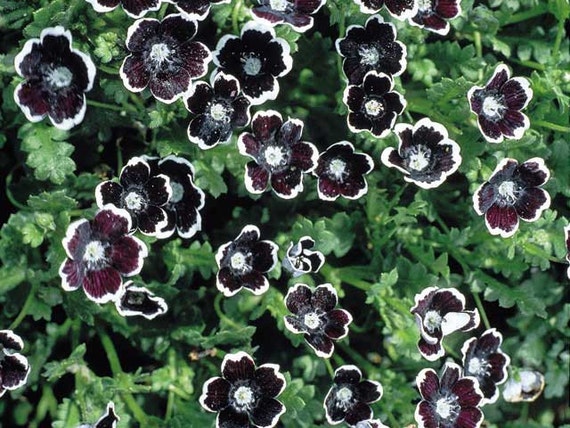 Penny Black Seeds Nemophila Discoidalis