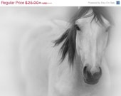 On Sale Horse Photography in Black and White - Large Wall Art Print in 20x30 16x20 or 8x10 - Also Available on Canvas