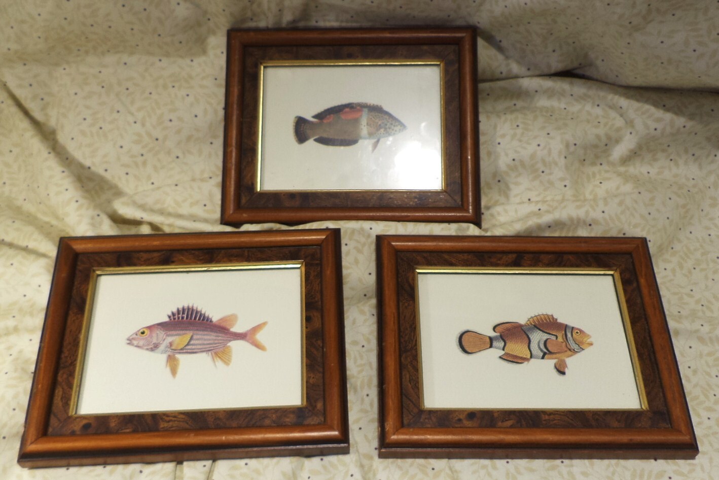Robert Grace Framed Vintage Fish Prints Original Watercolors