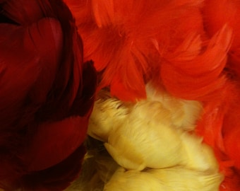 SALE 1 ounce dyed goose coquille feather superior quality make a lei hawaiian lei hulu feathers feathered art