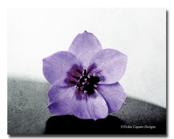 Items similar to Jerusalem Star flower in shades of purple ...